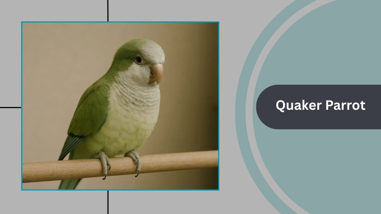 Quaker Parrot (Monk Parakeet)