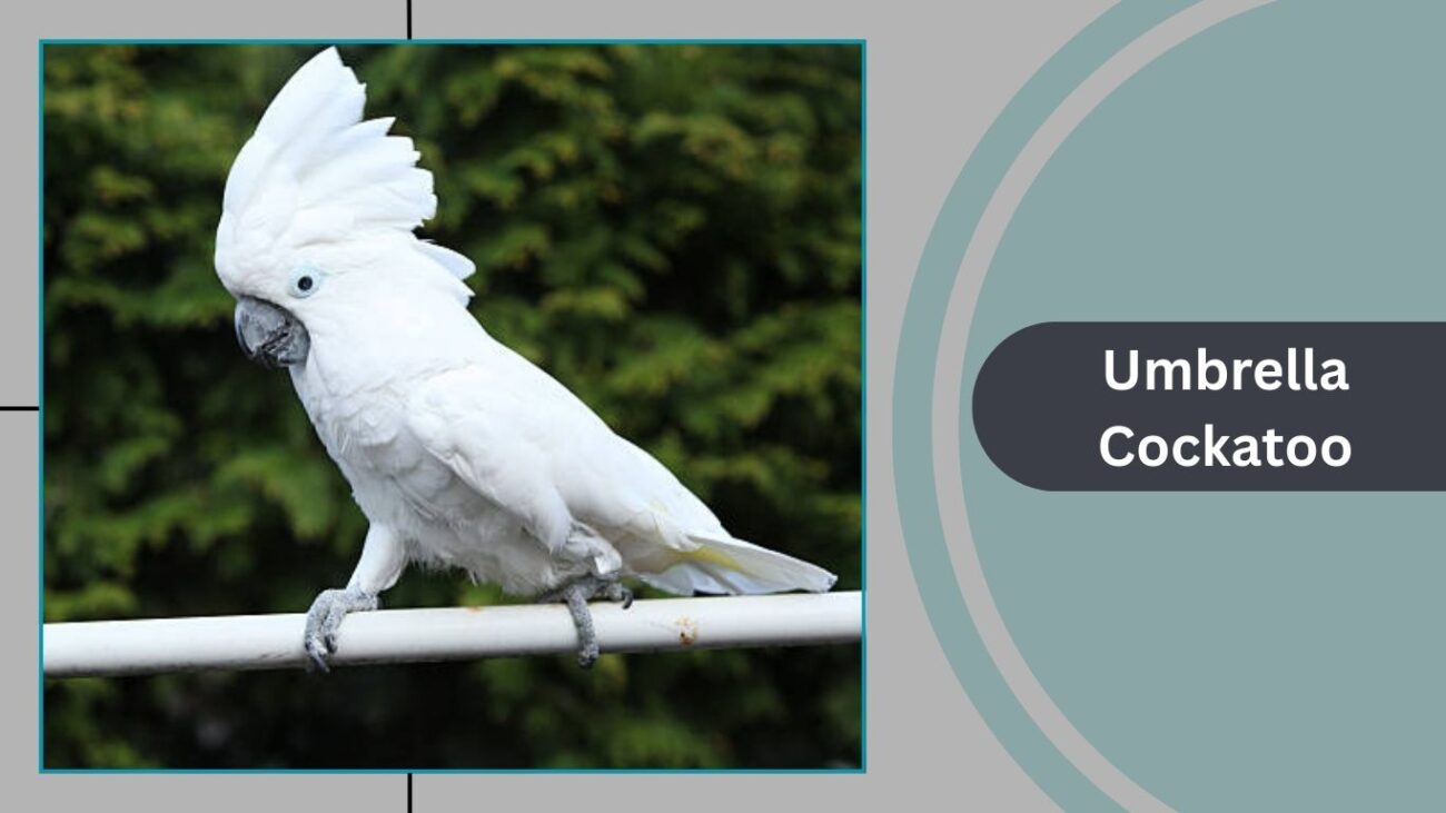 Umbrella Cockatoo