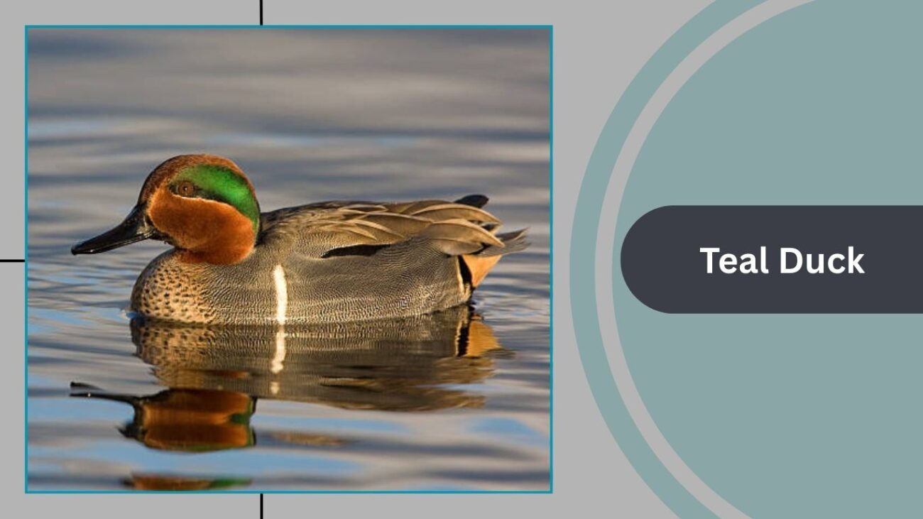 Teal Duck