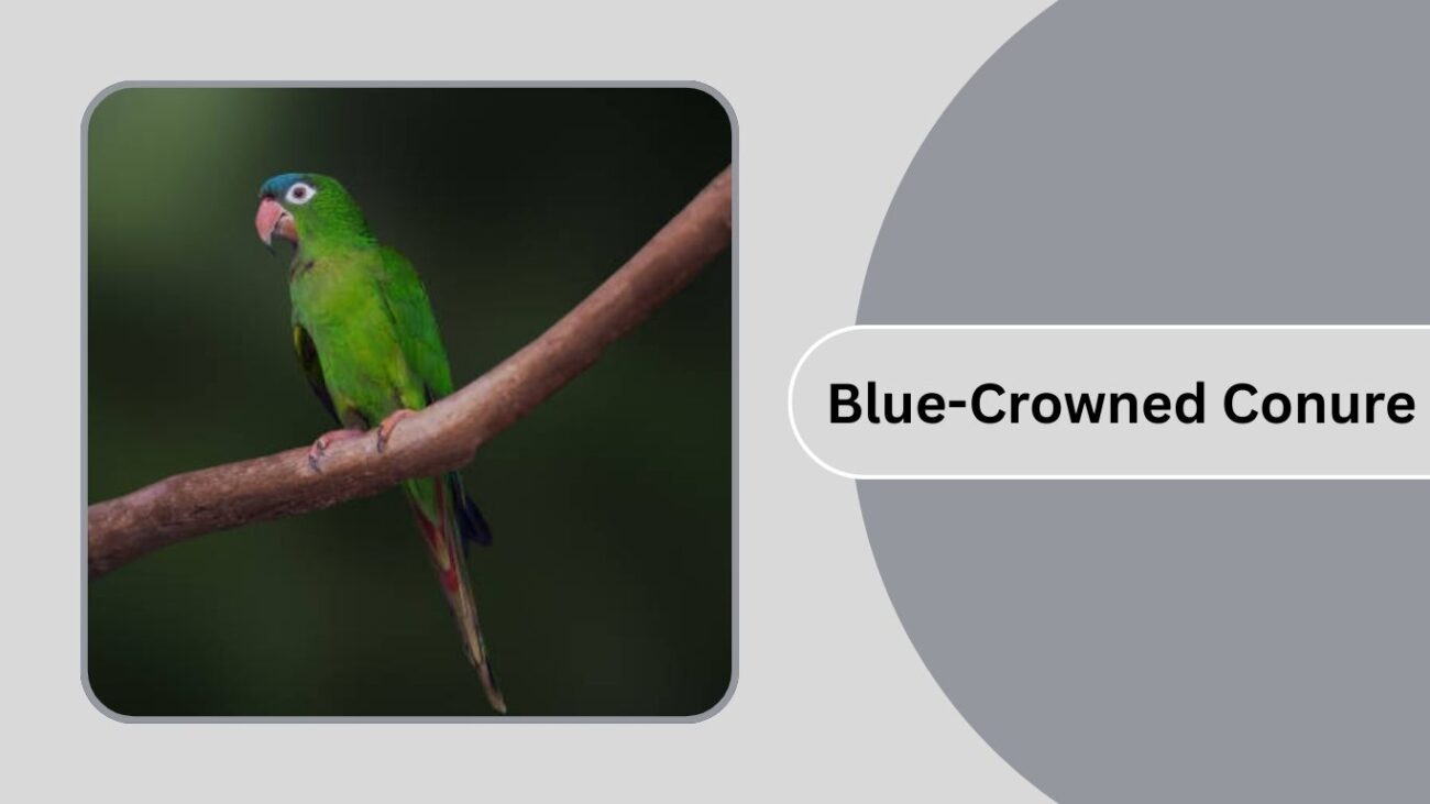 Blue-Crowned Conure