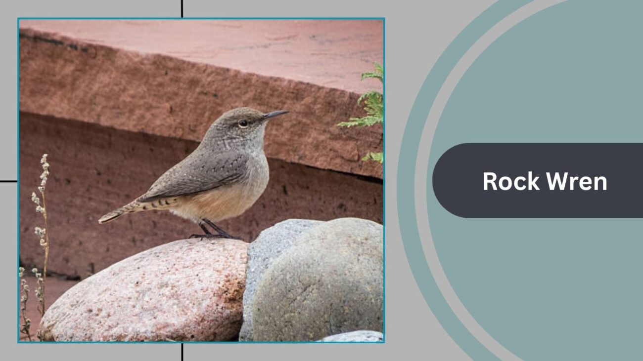Rock Wren