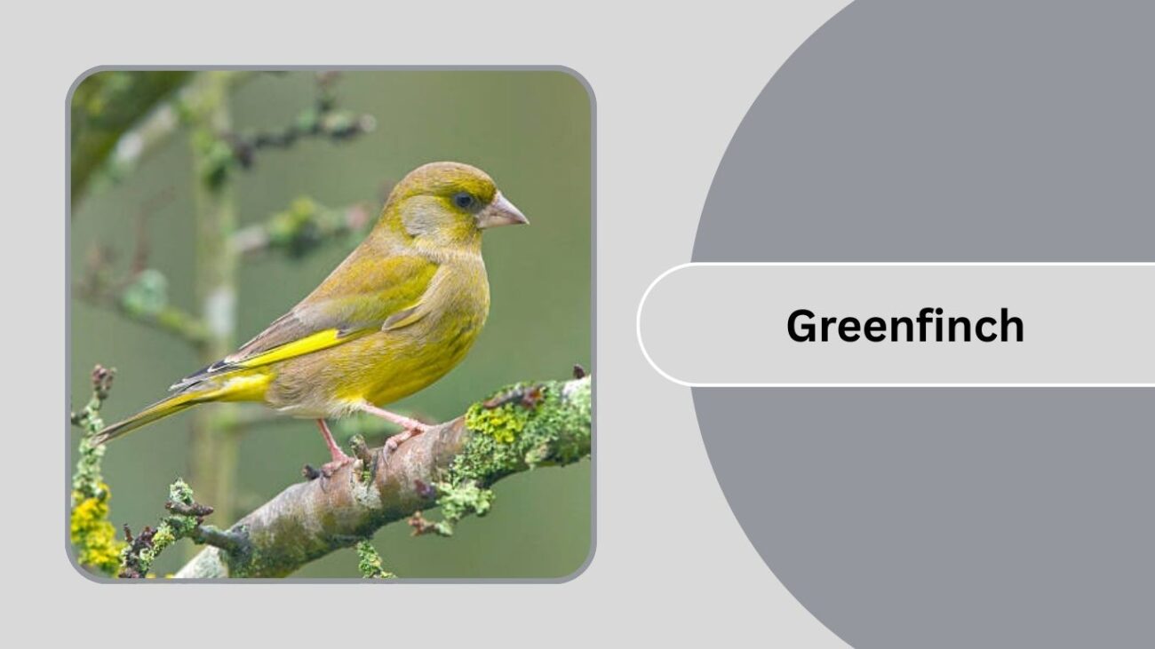  Greenfinch