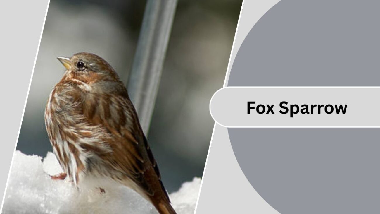  Fox Sparrow