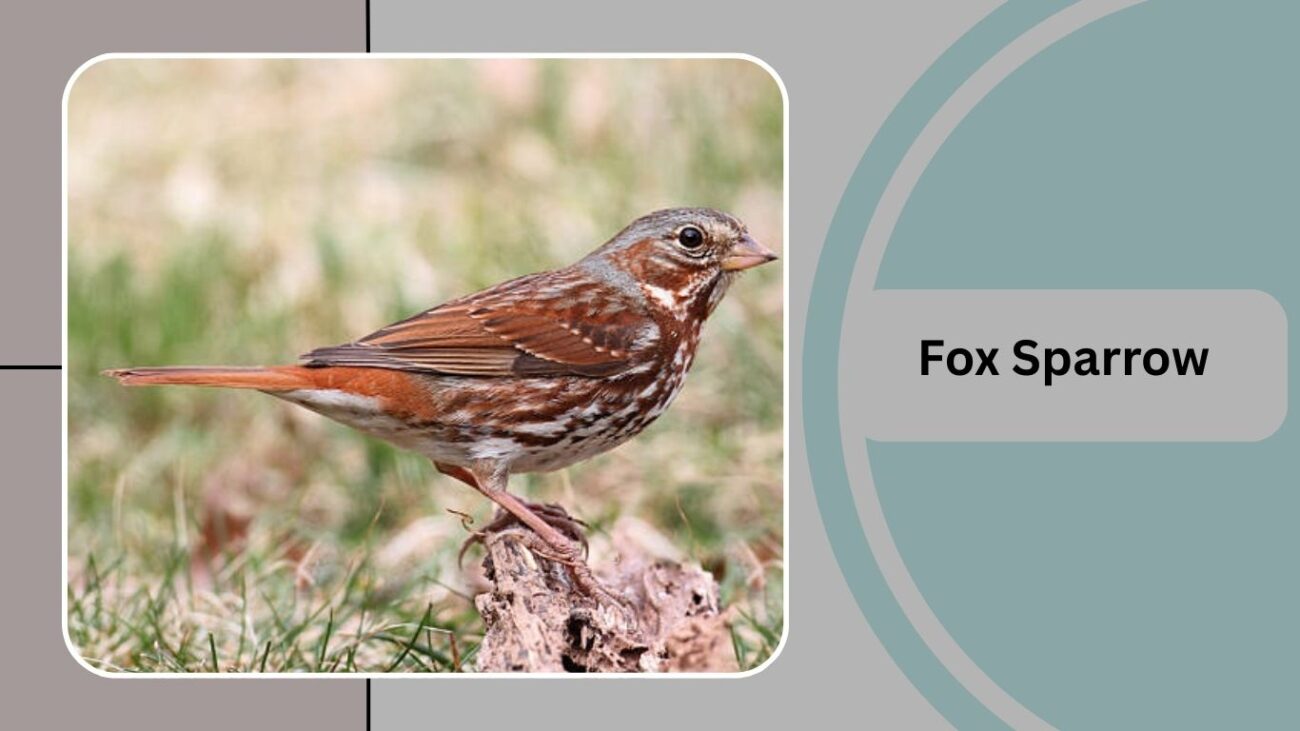 Fox Sparrow