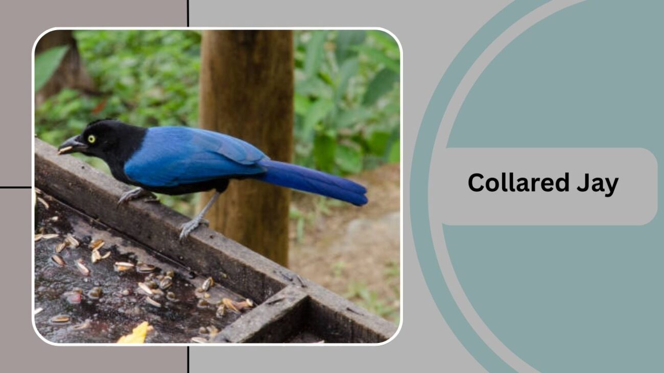 Collared Jay