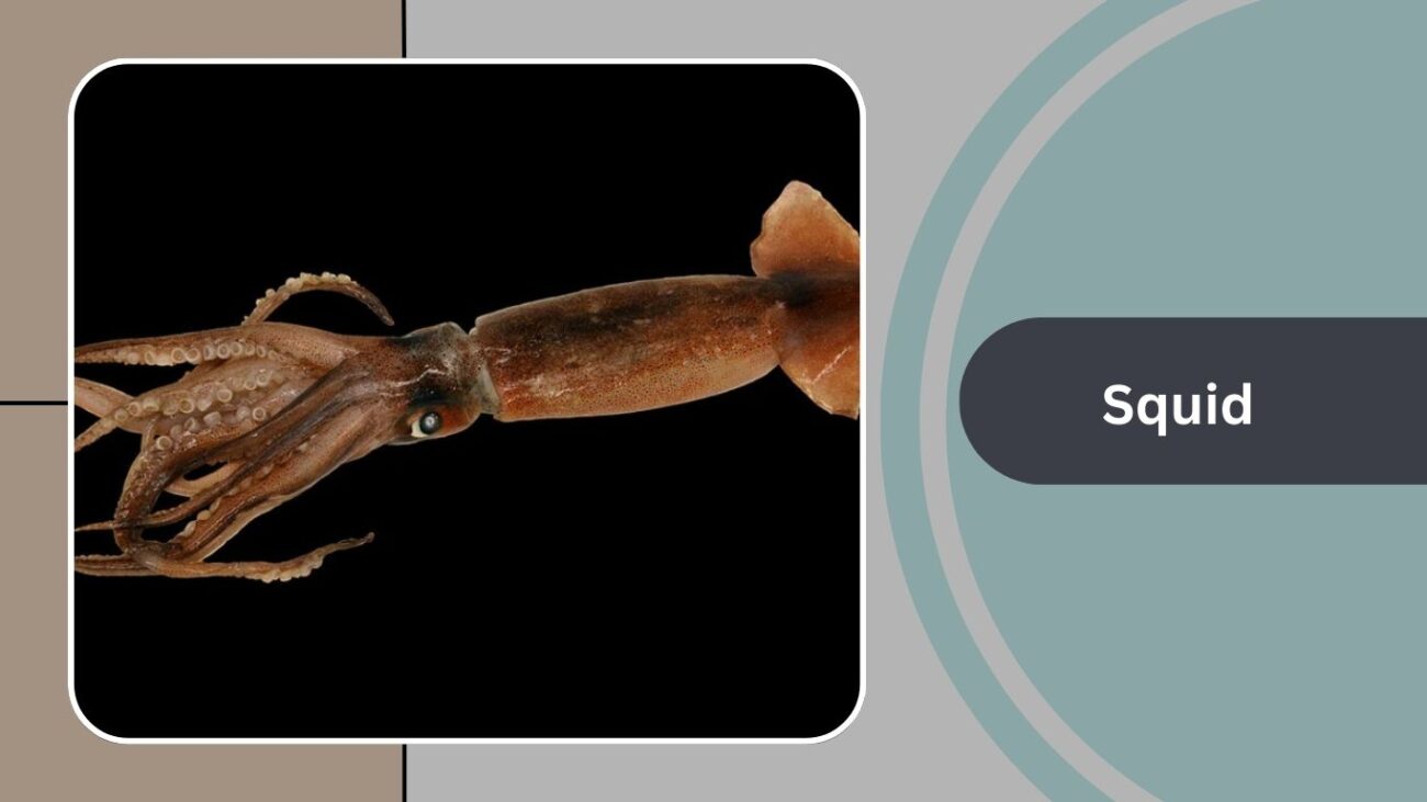 Squid