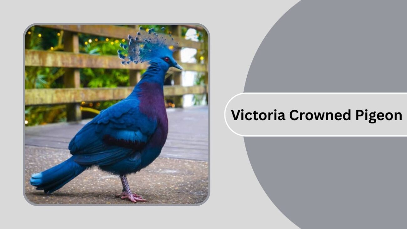 Victoria Crowned Pigeon