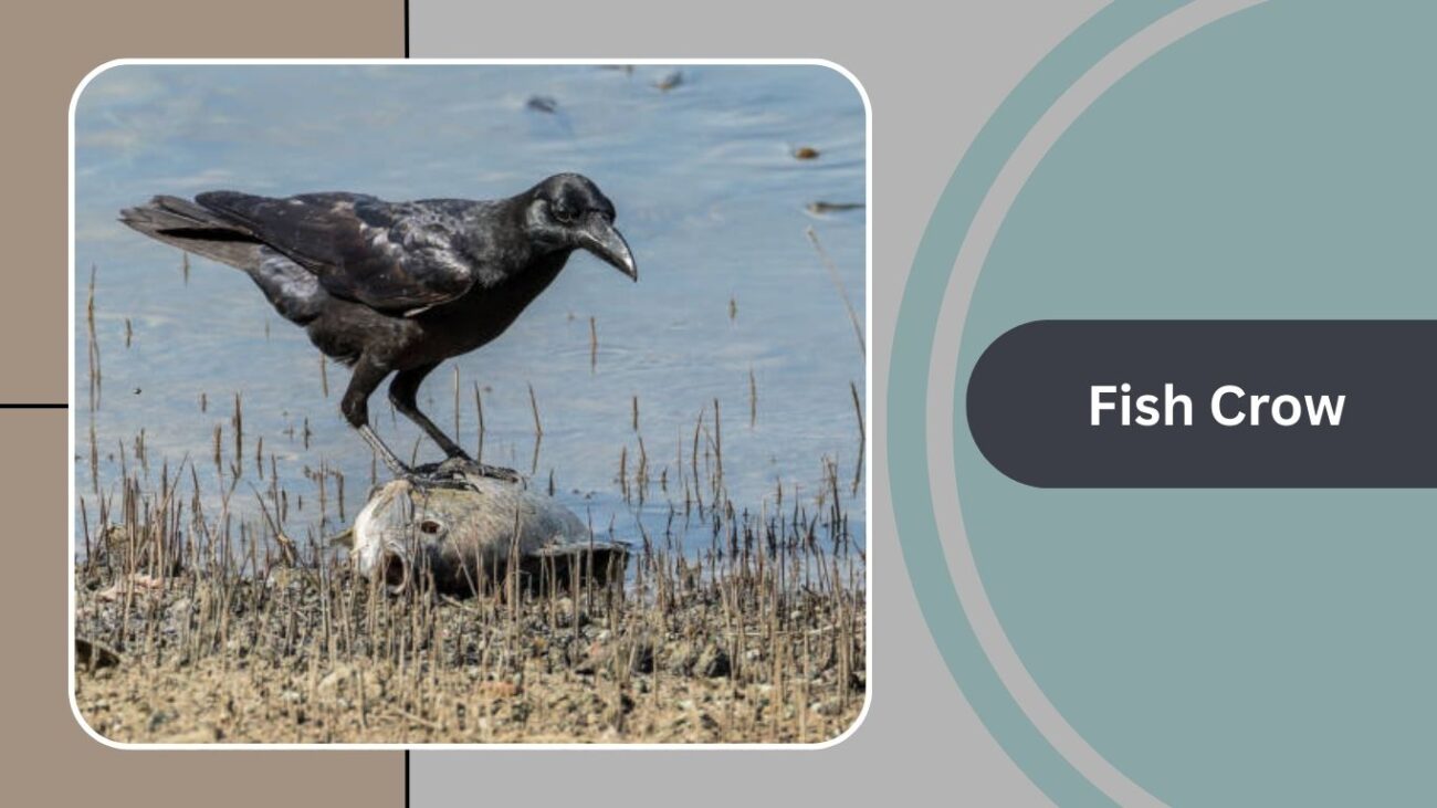 Fish Crow