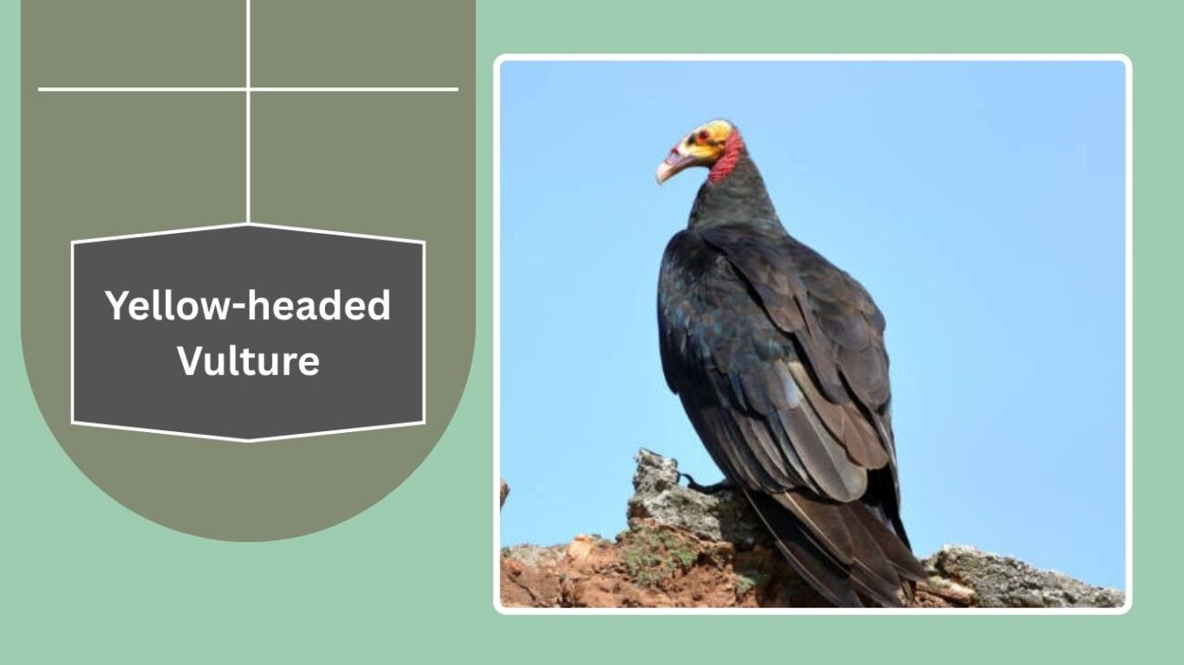 Yellow-headed Vulture