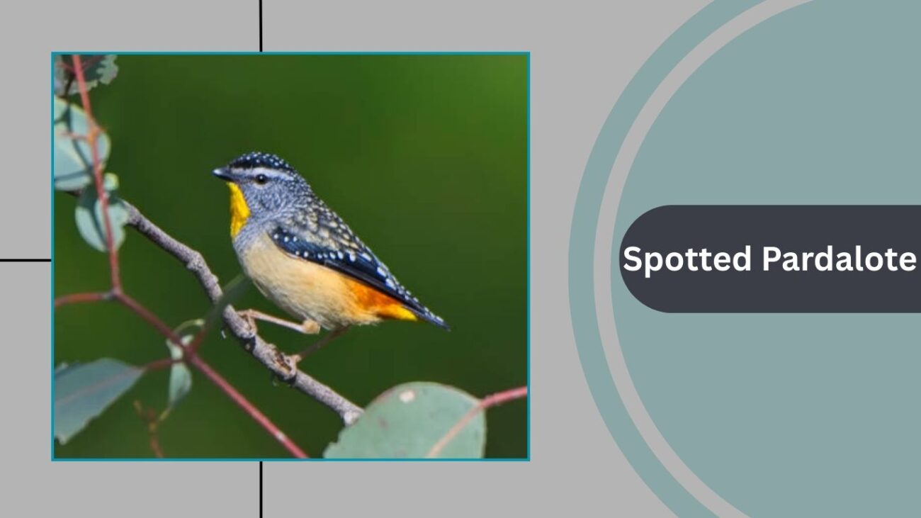 Spotted Pardalote