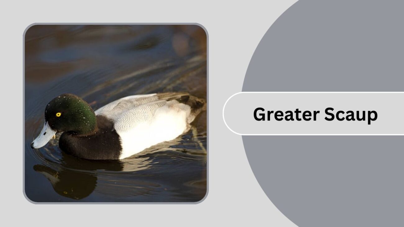 Greater Scaup