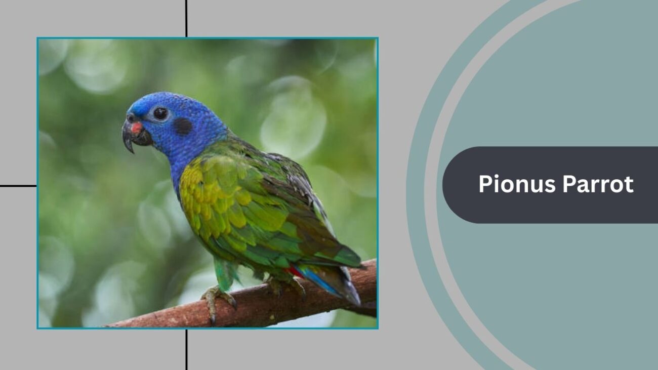 Pionus Parrot