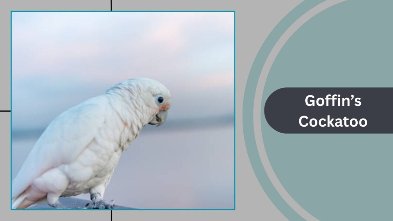 Goffin’s Cockatoo