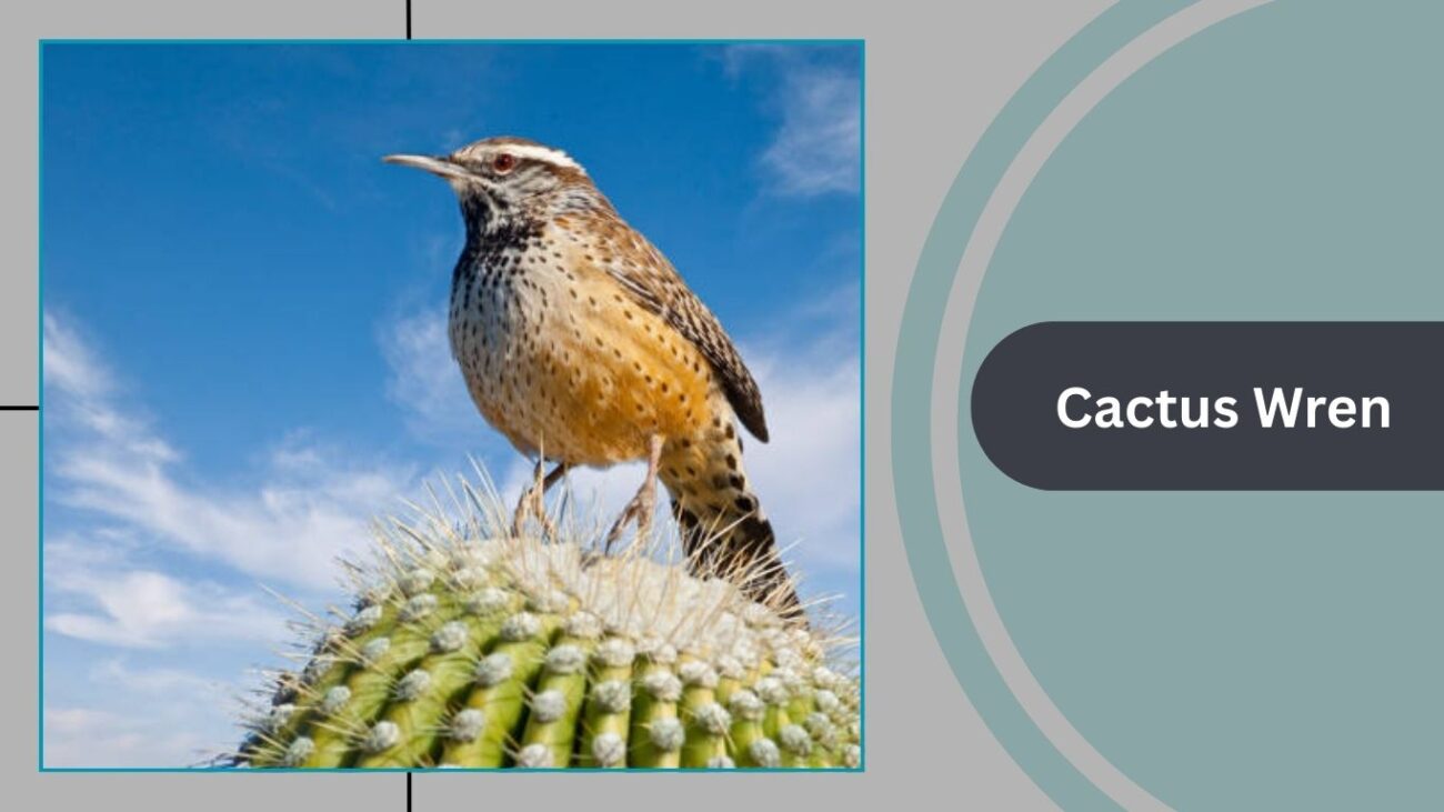 Cactus Wren