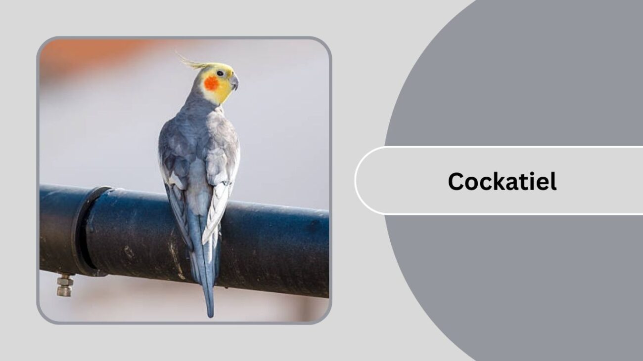 Cockatiel
