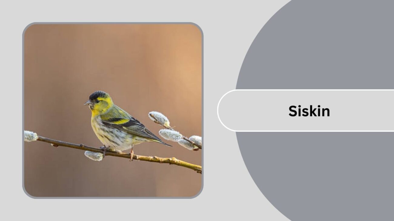 Siskin
