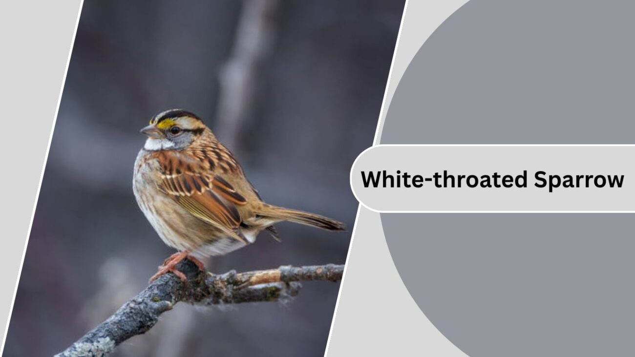 White-throated Sparrow