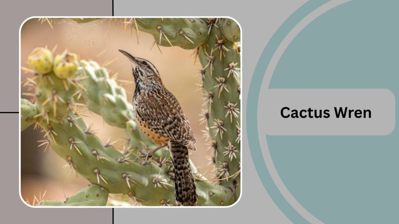 Cactus Wren