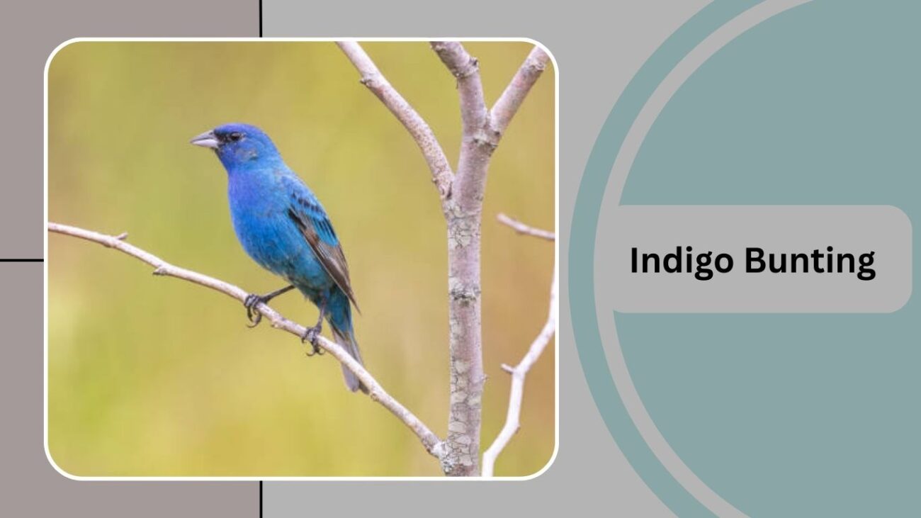 Indigo Bunting