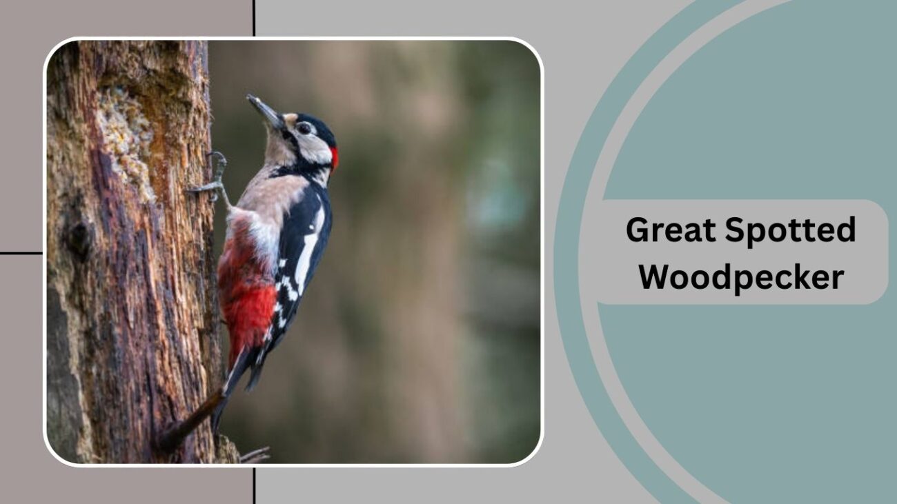 Great Spotted Woodpecker