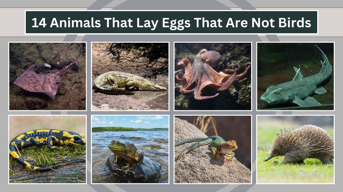 14 Animals That Lay Eggs That Are Not Birds