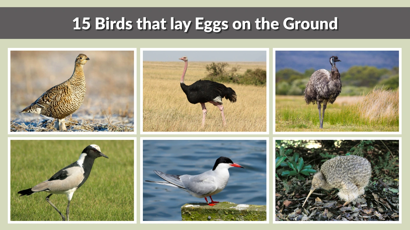 15 Birds that lay Eggs on the Ground