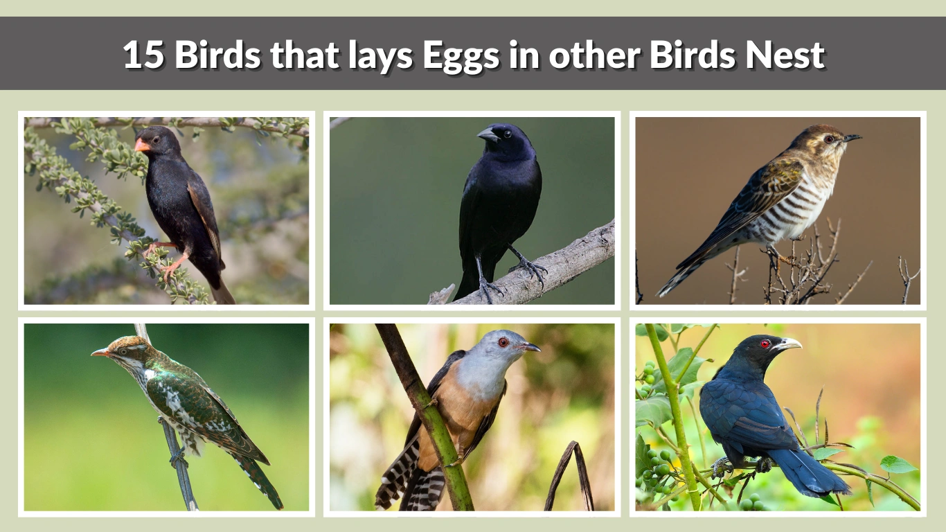 15 Birds that lays Eggs in other Birds Nest