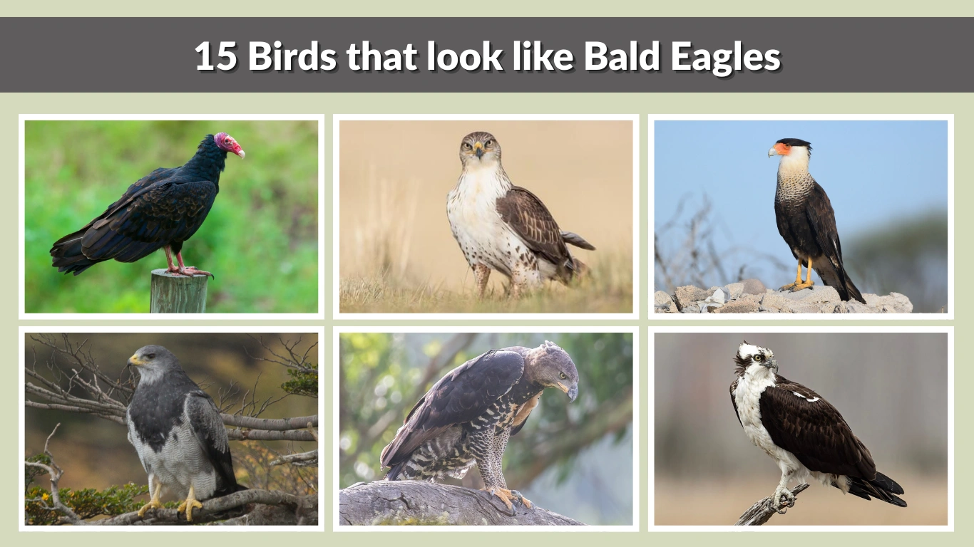 15 Birds that look like Bald Eagles