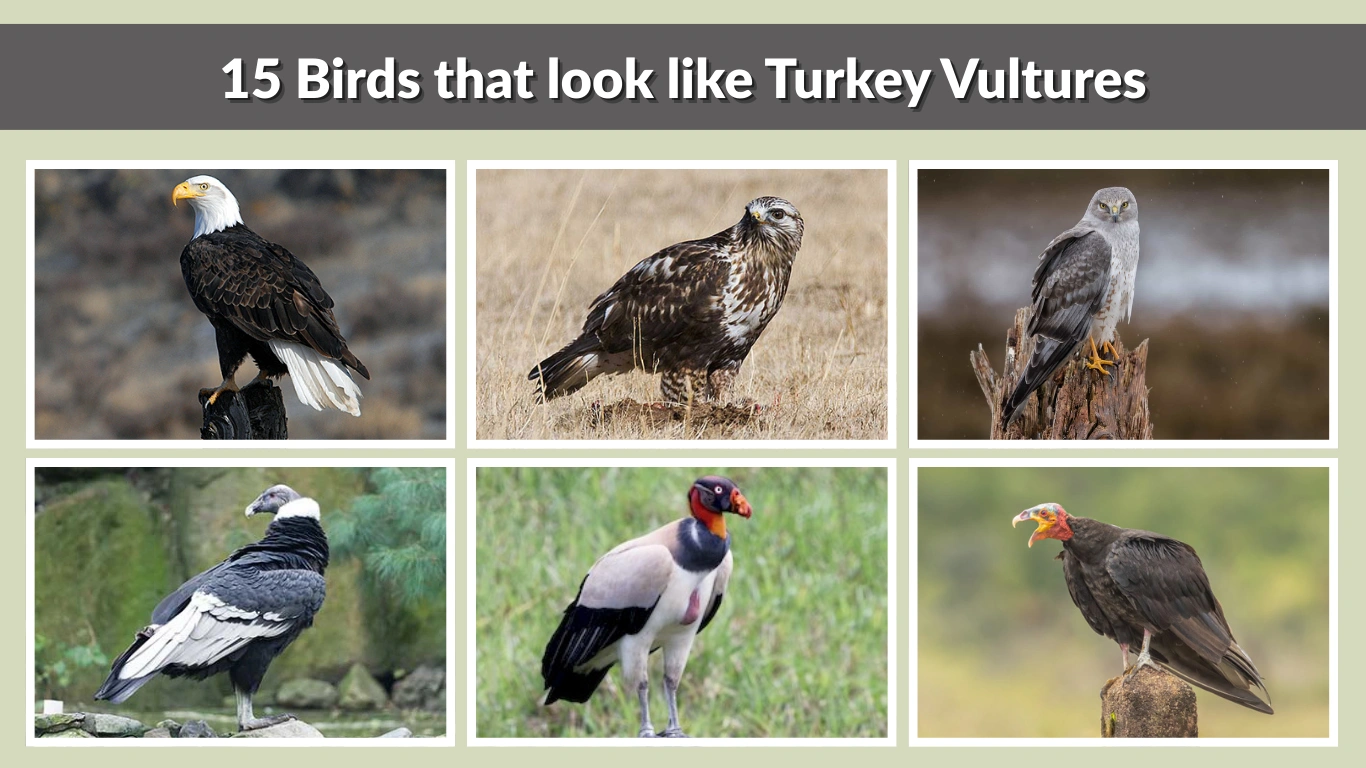 15 Birds that look like Turkey Vultures