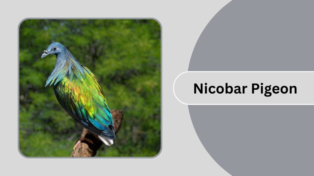 Nicobar Pigeon