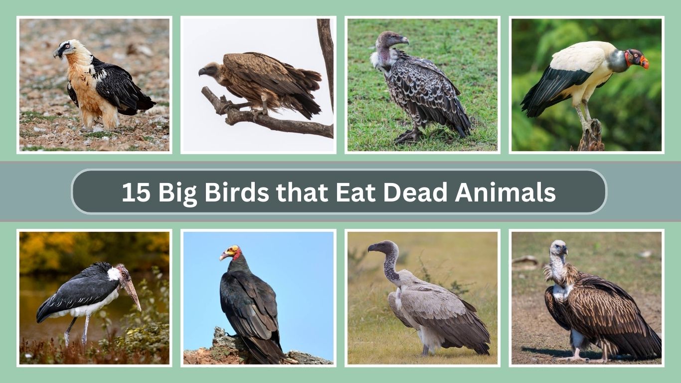 Yellow-headed Vulture