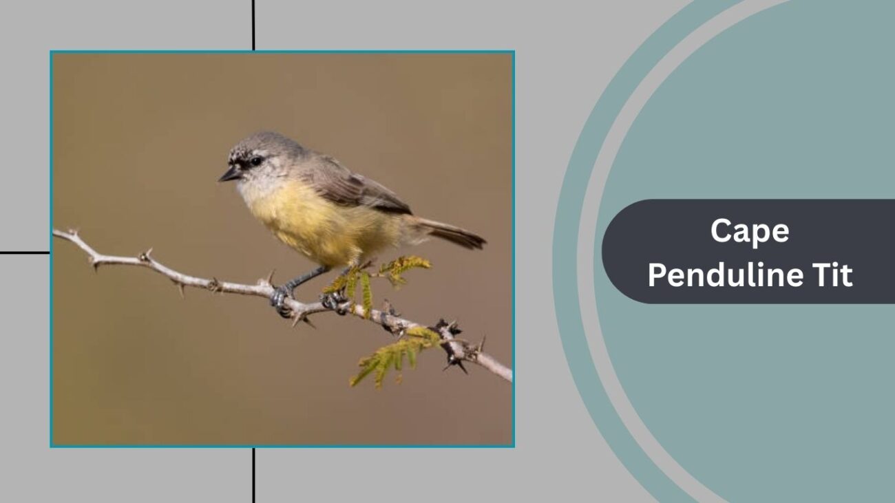 Cape Penduline Tit