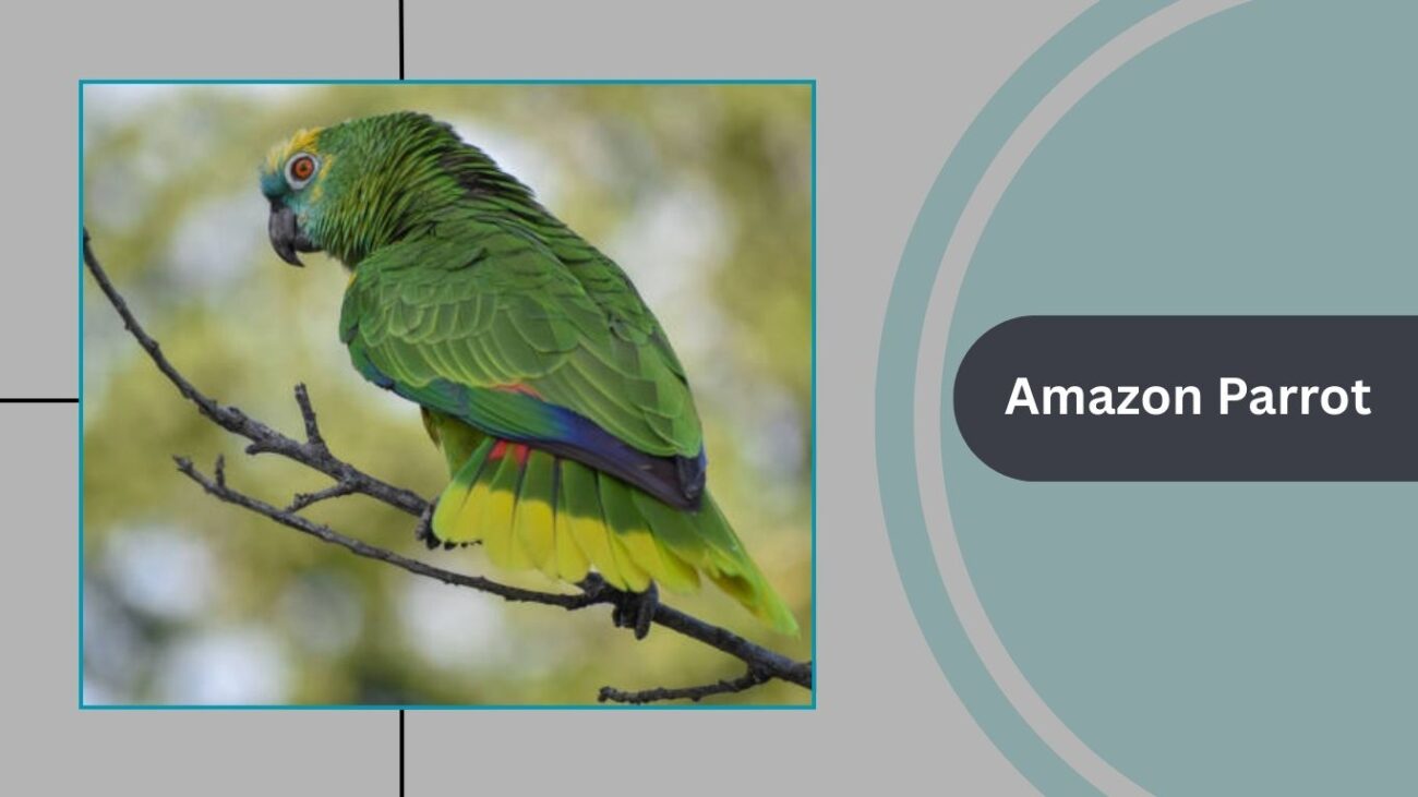 Amazon Parrot