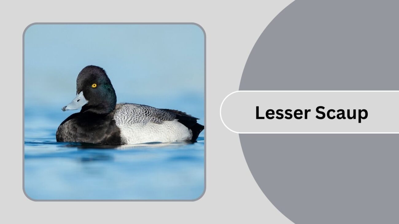  Lesser Scaup
