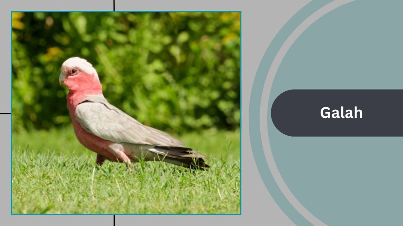 Galah (Rose-Breasted Cockatoo)