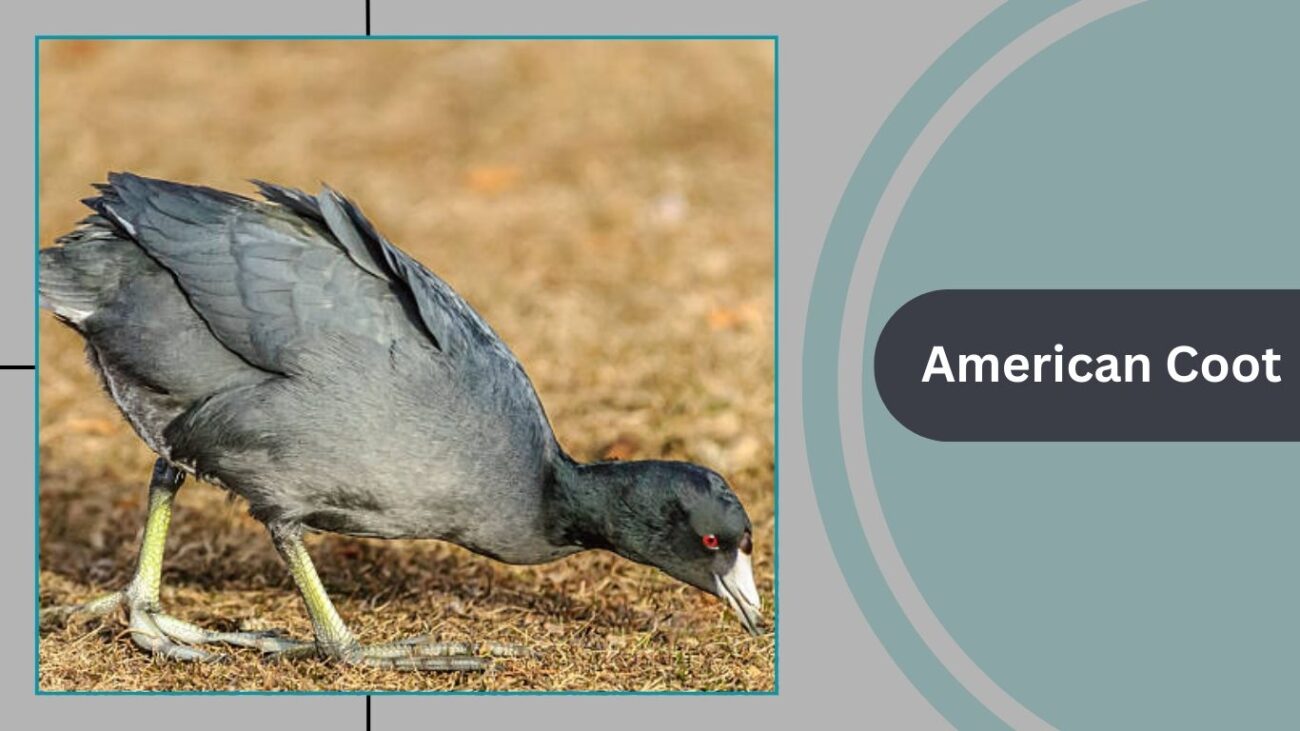 American Coot