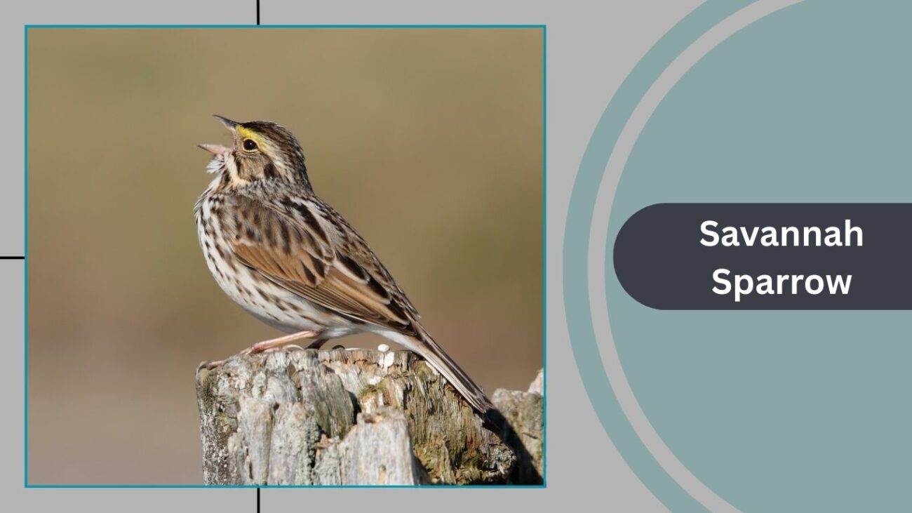 Savannah Sparrow