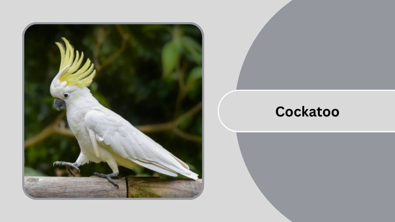 Cockatoo