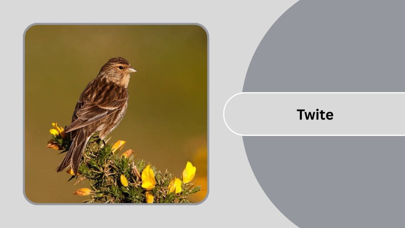 Twite