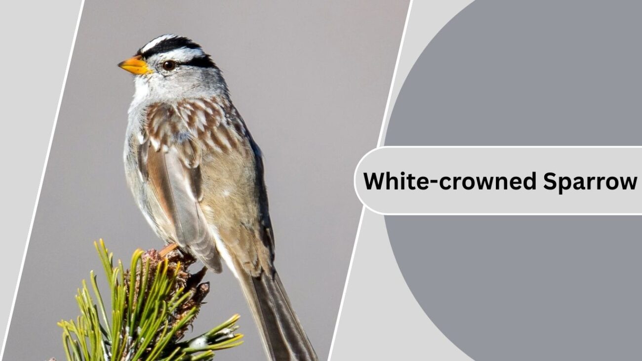  White-crowned Sparrow