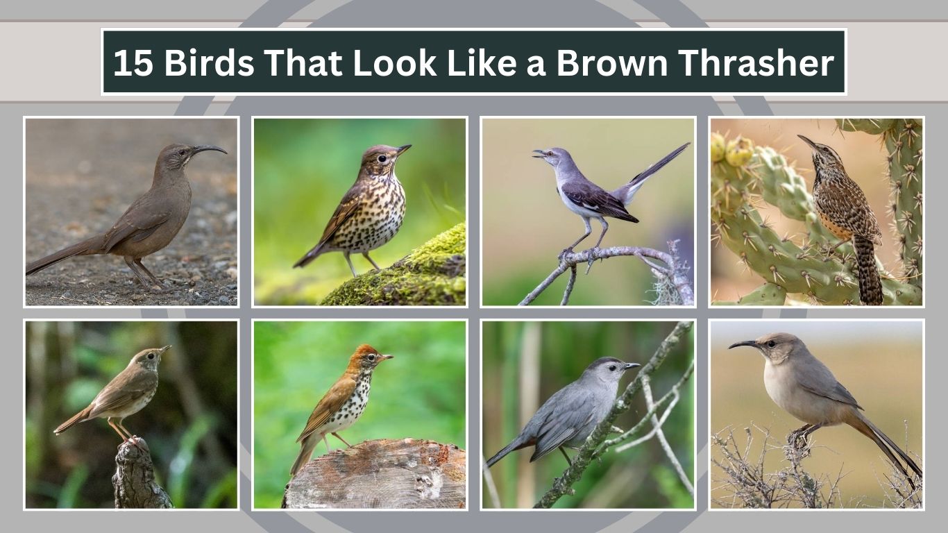 15 Birds That Look Like a Brown Thrasher