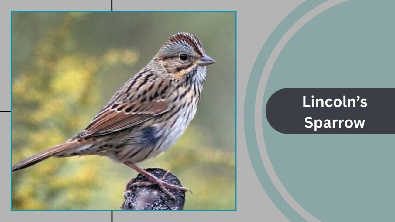 Lincoln’s Sparrow
