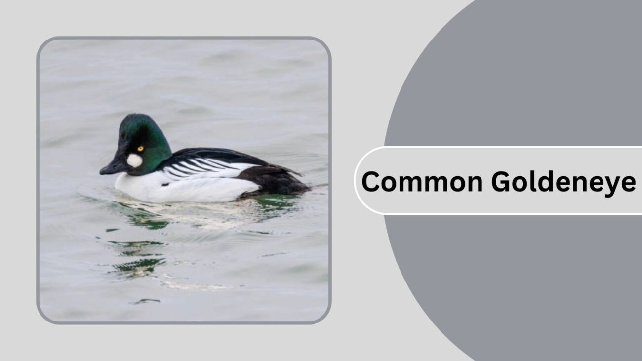 Common Goldeneye