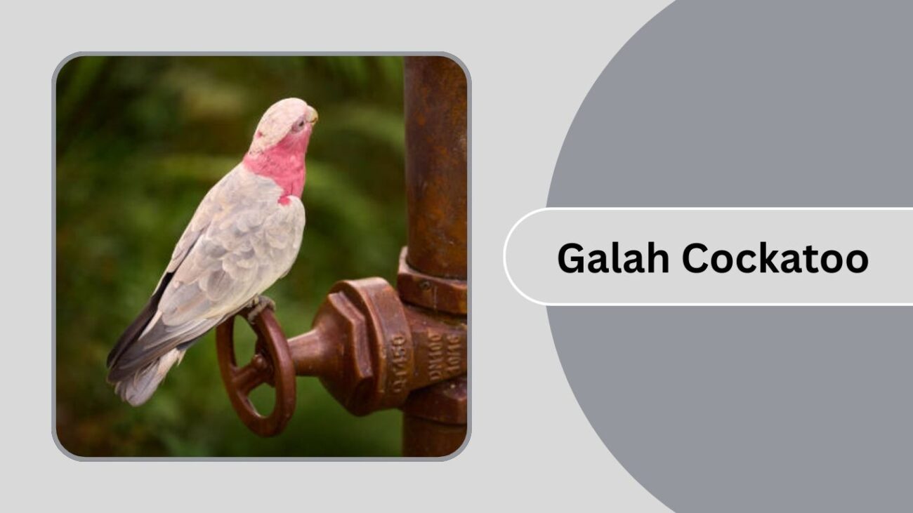 Galah Cockatoo