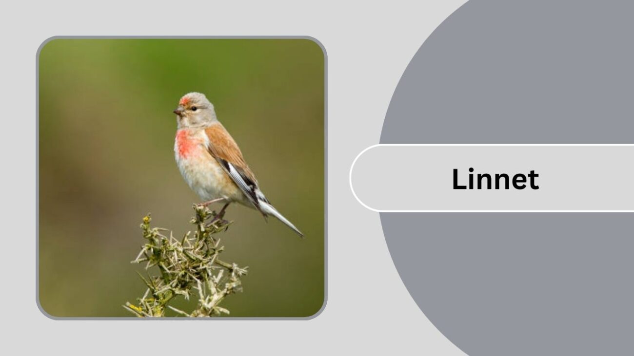  Linnet