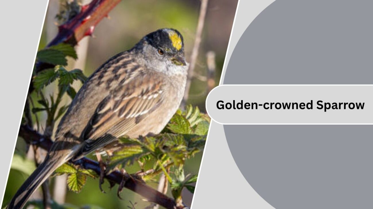 Golden-crowned Sparrow