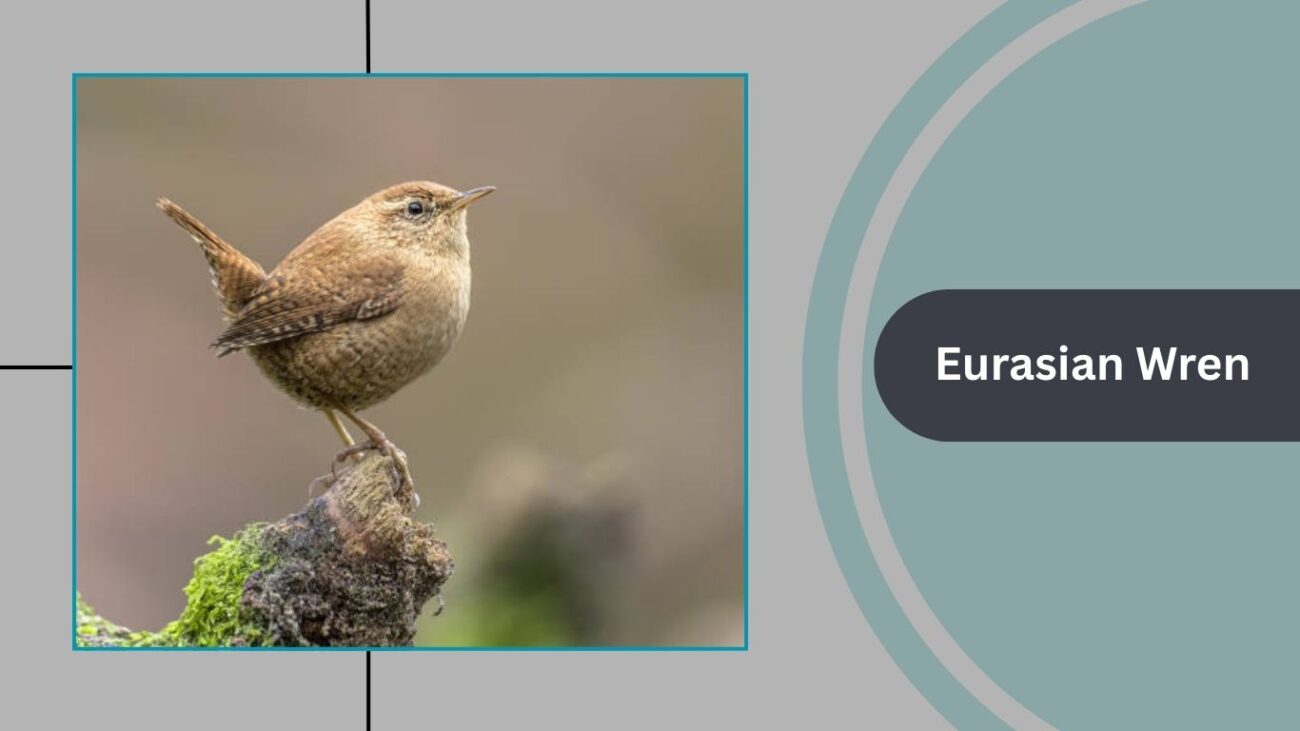 Eurasian Wren