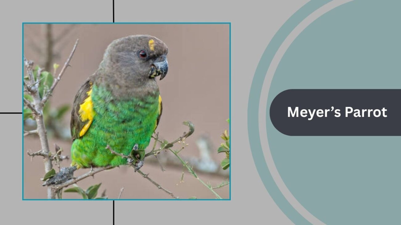 Meyer’s Parrot