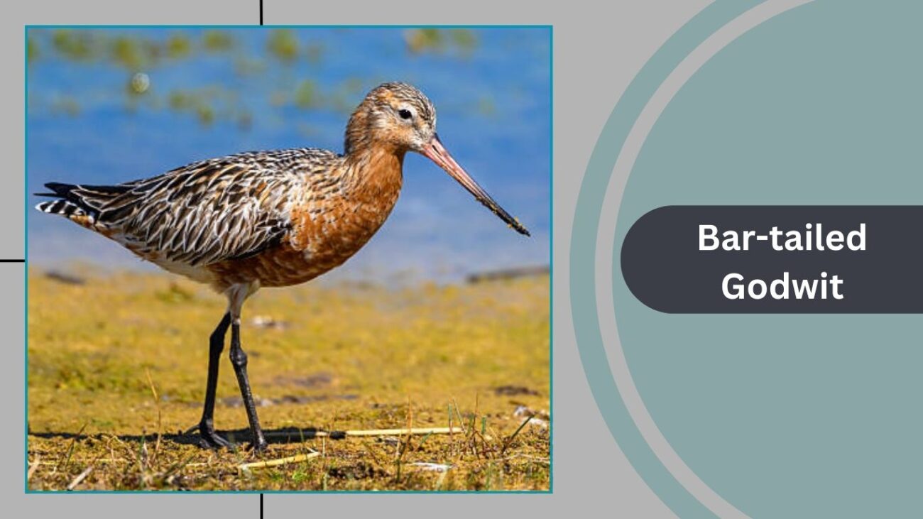 Bar-tailed Godwit