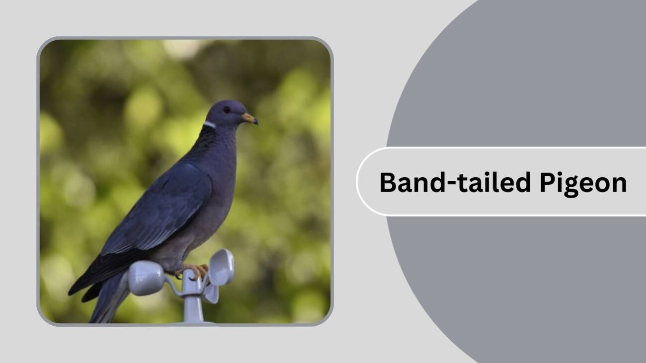 Band-tailed Pigeon